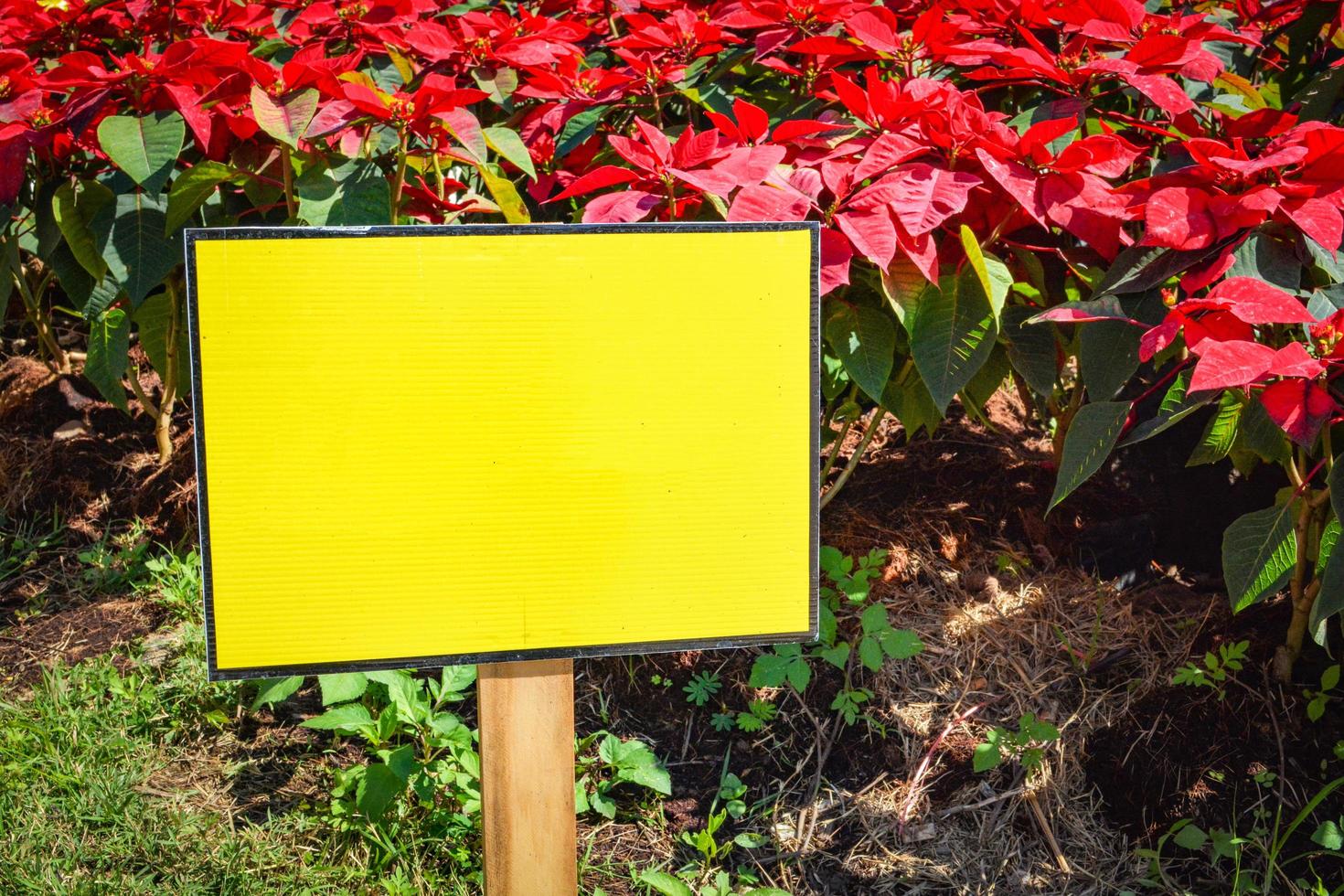 Plastic yellow signboard blank empty on garden with red flower background photo