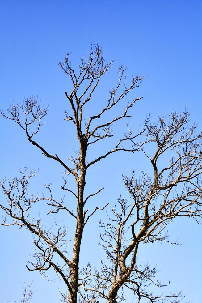 Dead tree dry with branch on blue sky photo