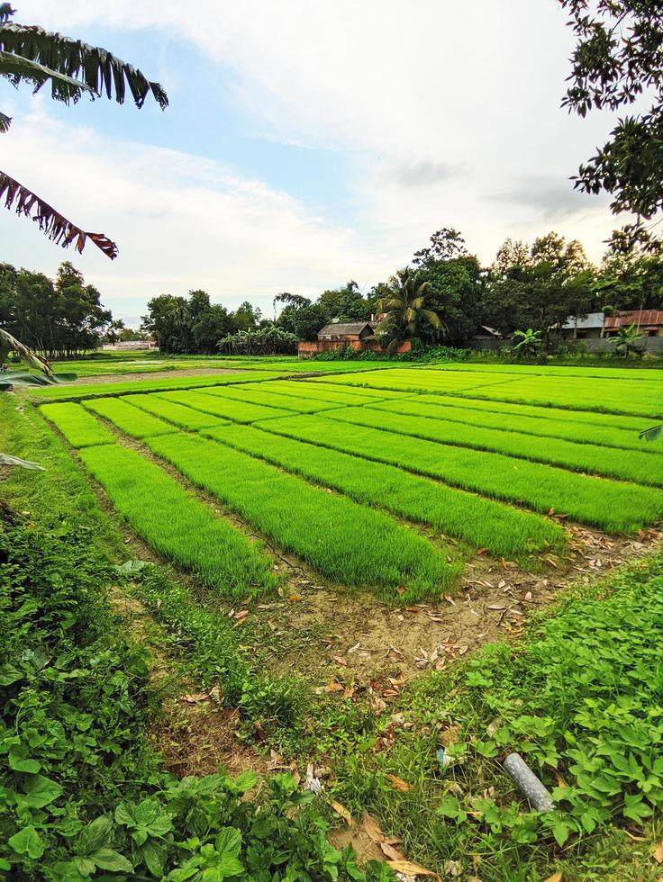 el campo de arroz verde en chandpur, bangladesh. hermosa vista del paisaje. foto