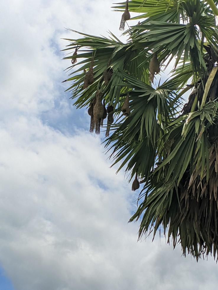 Asian Palmyra palm tree with weavers birds nest. photo