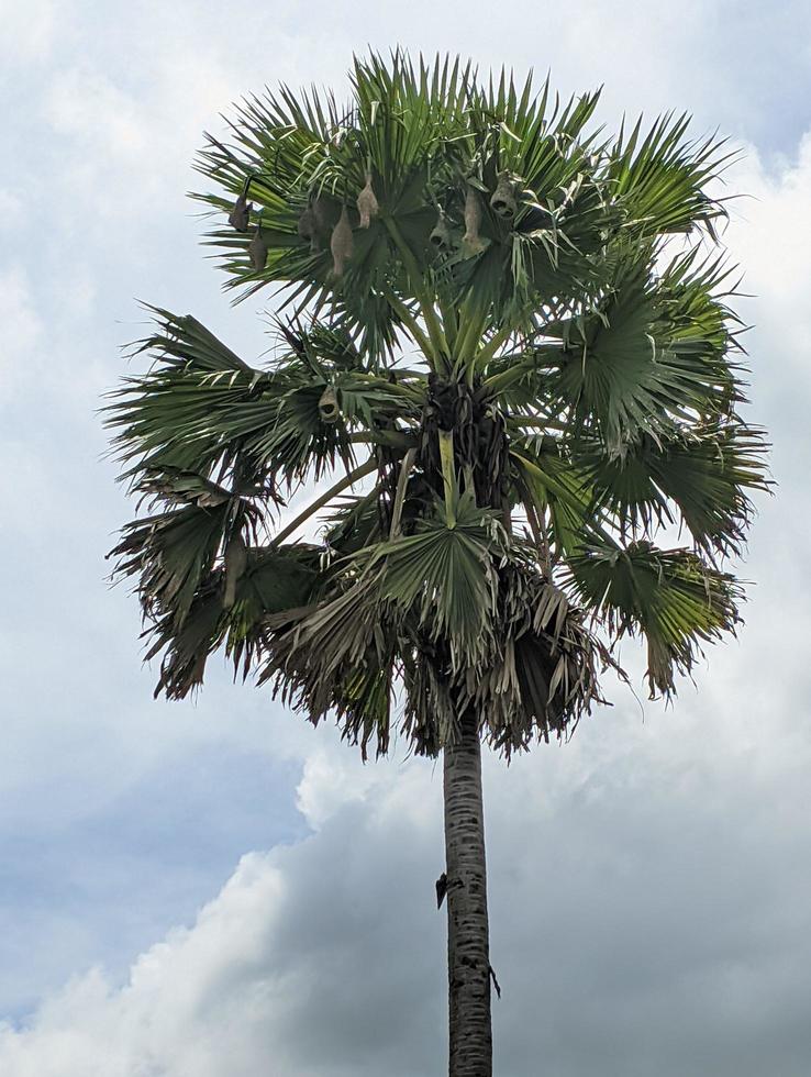 palmera asiática palmyra con nido de pájaros tejedores. hermoso fondo de cielo nublado en chandpur, bangladesh. foto