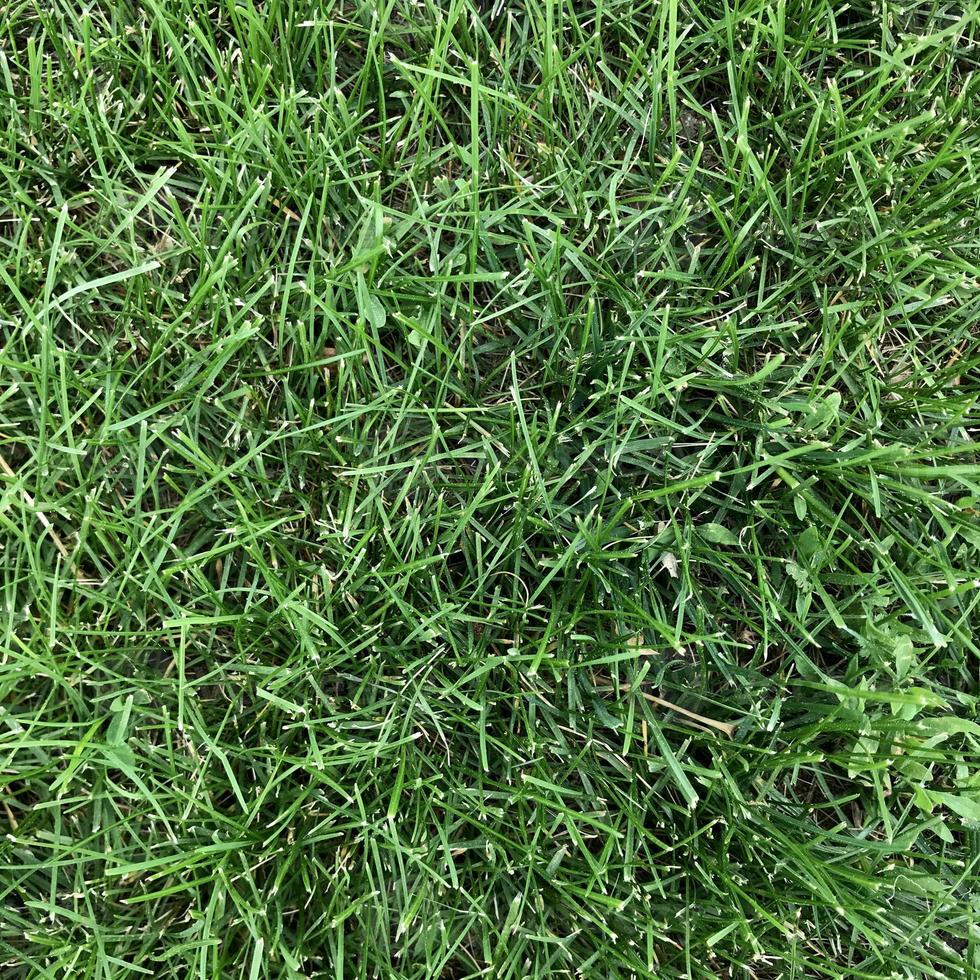 Vibrant Summer Green Grass Background photo
