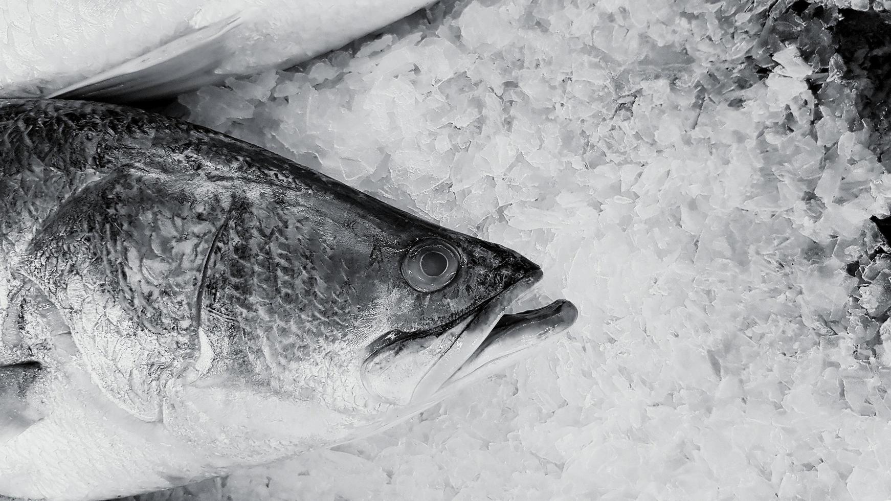 lubina asiática fresca, perca gigante, barramundi o perca plateada sobre hielo con espacio para copiar en el mercado de mariscos o supermercado en tono blanco y negro. El nombre científico del pez es lates calcarifer. foto