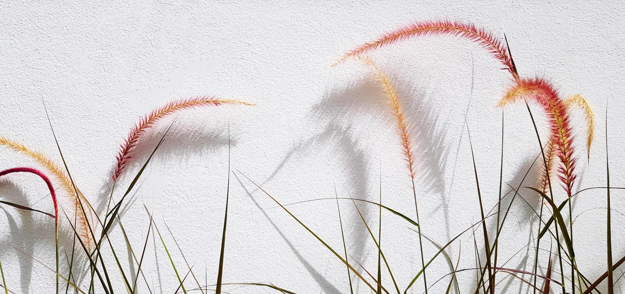 Grass flower and plant growth on white wall background with copy space. Beautiful of natural. Tree with shadow. Red or pink floral. Beauty of flora in garden park. photo