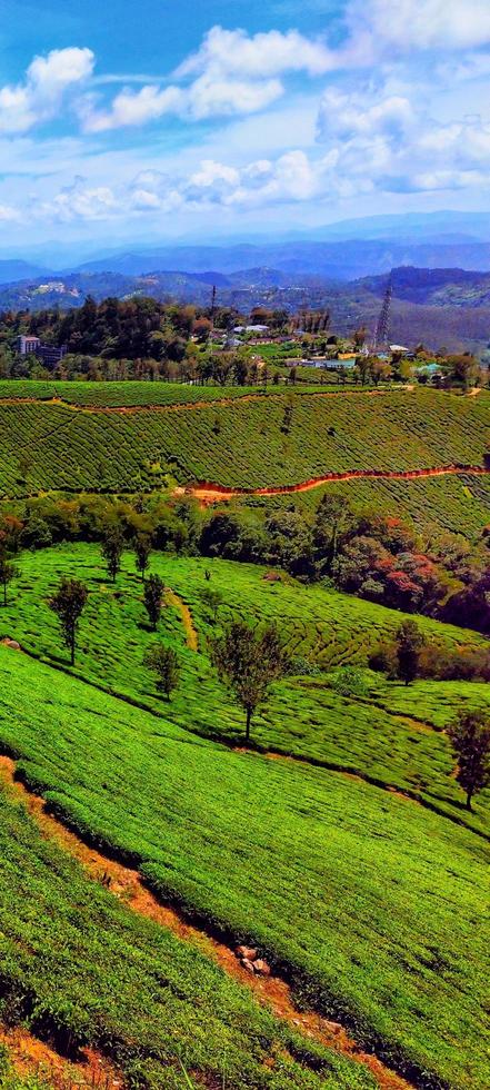Mountain Ranges in India with Tea Plantations photo