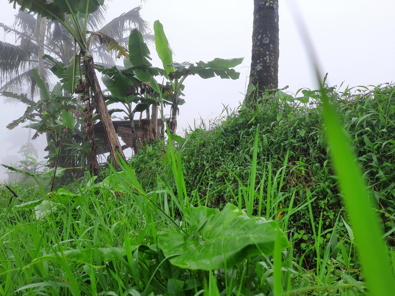 The atmosphere in the village is very fresh, life is still beautiful, green leaves and grass make it a memorable image in the village photo