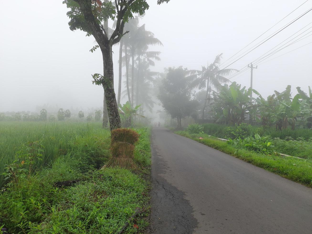 The atmosphere in the village is very fresh, life is still beautiful, green leaves and grass make it a memorable image in the village photo