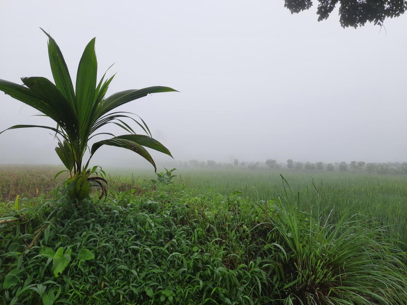 The atmosphere in the village is very fresh, life is still beautiful, green leaves and grass make it a memorable image in the village photo