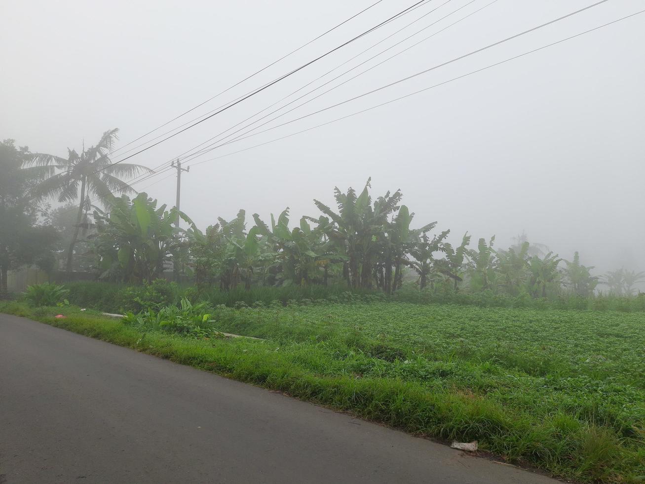 The atmosphere in the village is very fresh, life is still beautiful, green leaves and grass make it a memorable image in the village photo