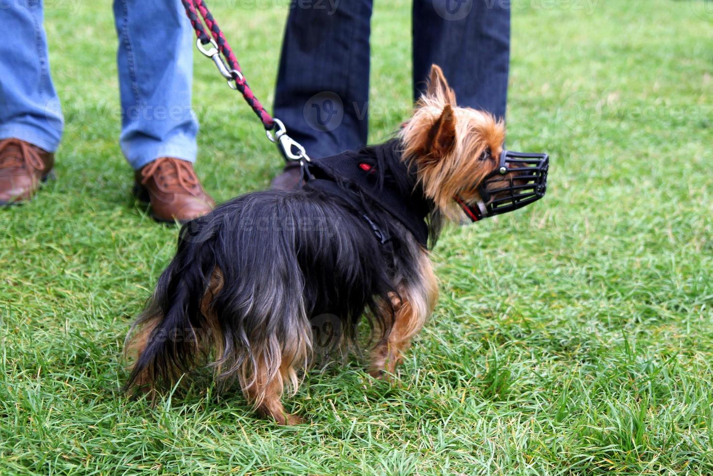 Travel to Vienna, Austria. The little long-haired dog in a muzzle is walking in a park. photo