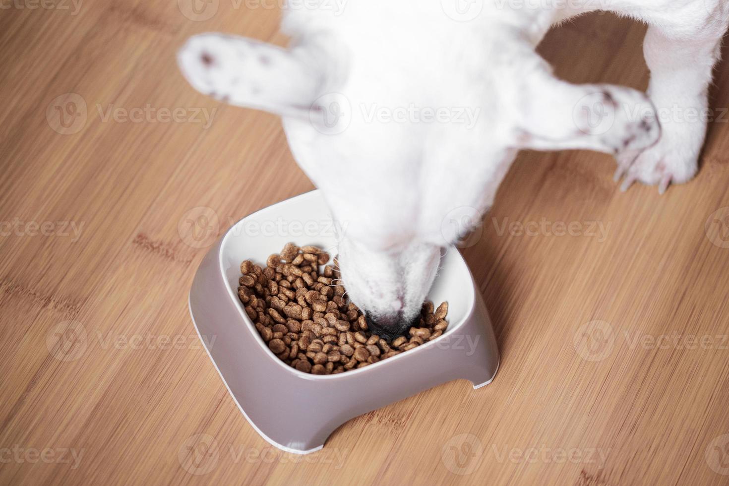 A white dog eats dry food from a bowl photo