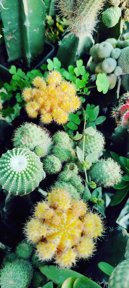 Plants Wallpapers, Flowers wallpapers photo