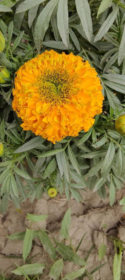 Plants Wallpapers, Flowers wallpapers photo