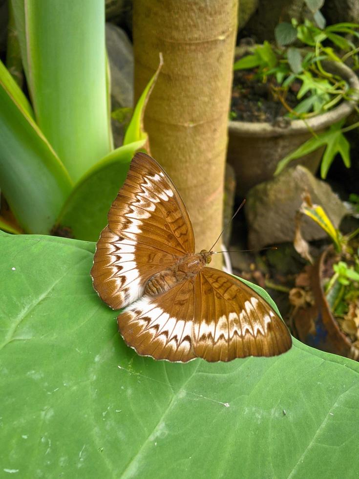 Tanaecia pelea is a species of butterfly in the Nymphalidae family. photo