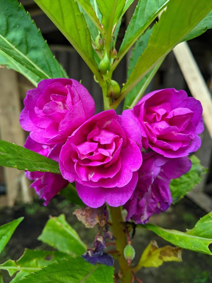 la novia de agua es una planta que proviene del sur de asia y el sureste de asia. esta planta es una planta anual o bienal y tiene flores de color blanco, rojo, morado o rosa. foto