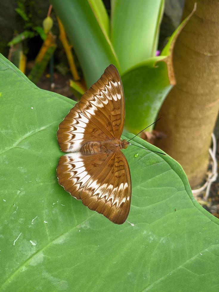 Tanaecia pelea is a species of butterfly in the Nymphalidae family. photo