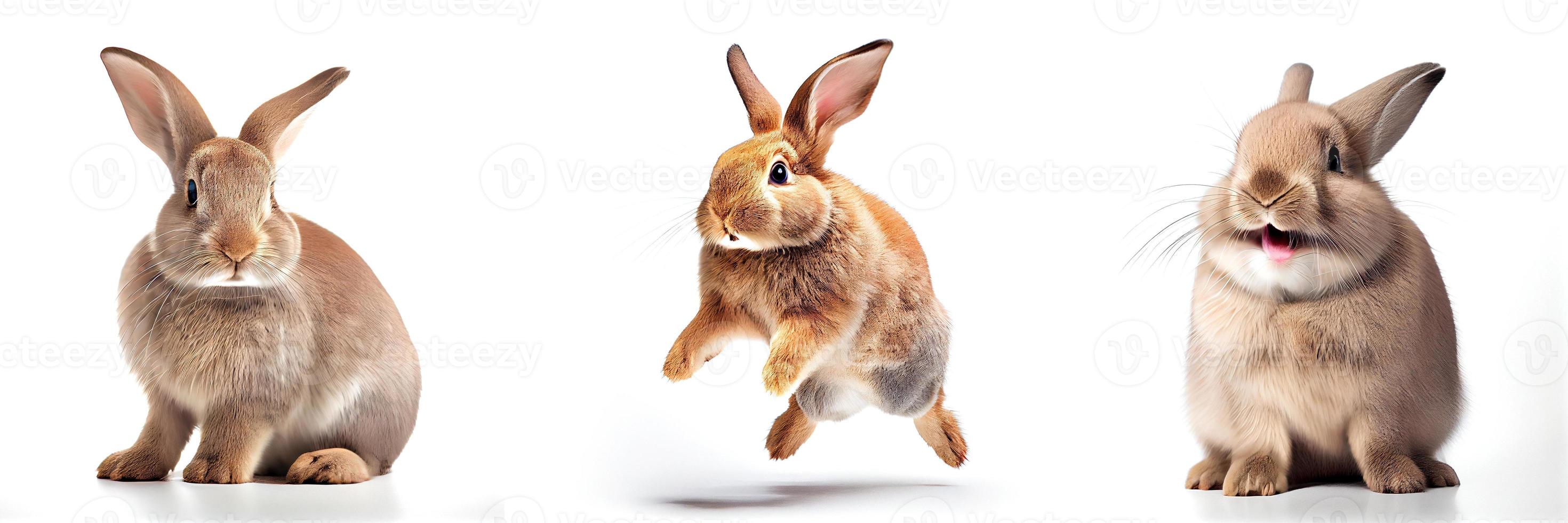 cute rabbits during the new year 2023. rabbits on a white background photo