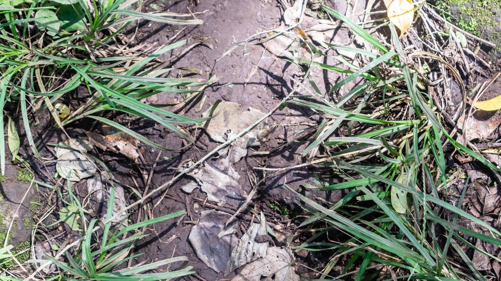 ground with wild plants in the background photo