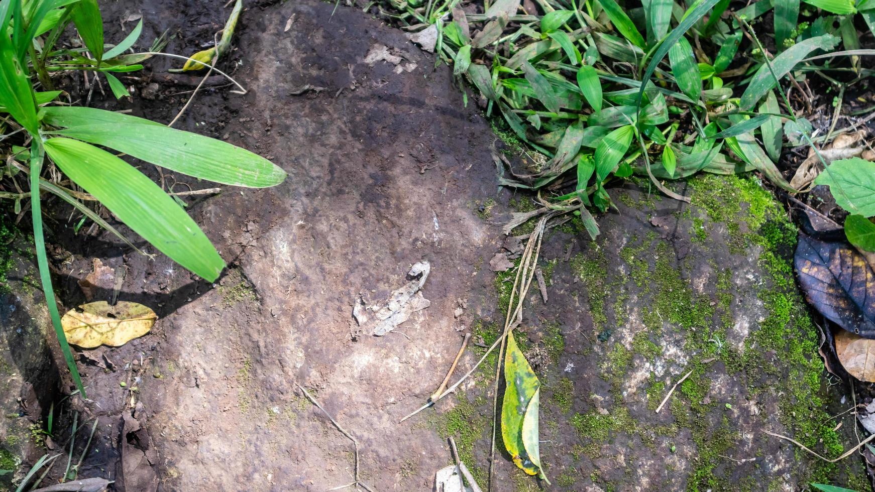 ground with wild plants in the background photo