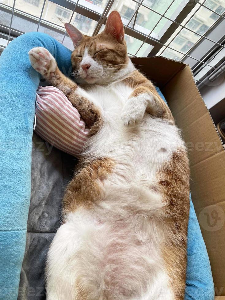 Cute little red kitten sleeps on fur blue blanket. A ginger cat sleeps in his soft cozy bed. A sweet and beautiful little red and white kitten cat lying on bed. photo