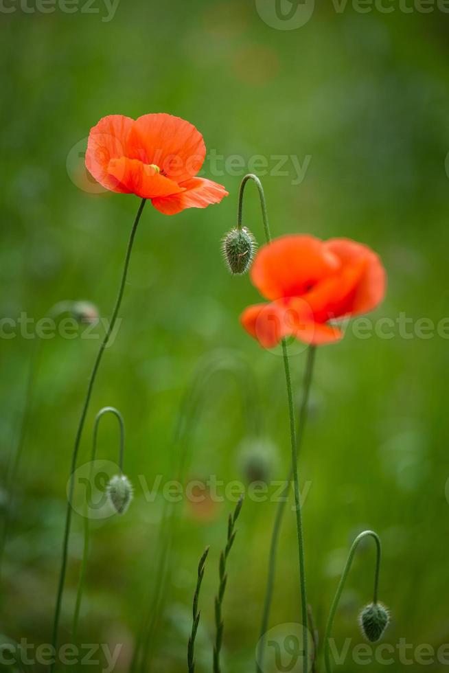 Red Poppies on a Green Background photo