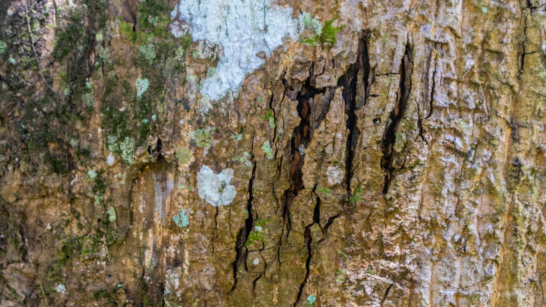 amazing wood bark texture as background photo