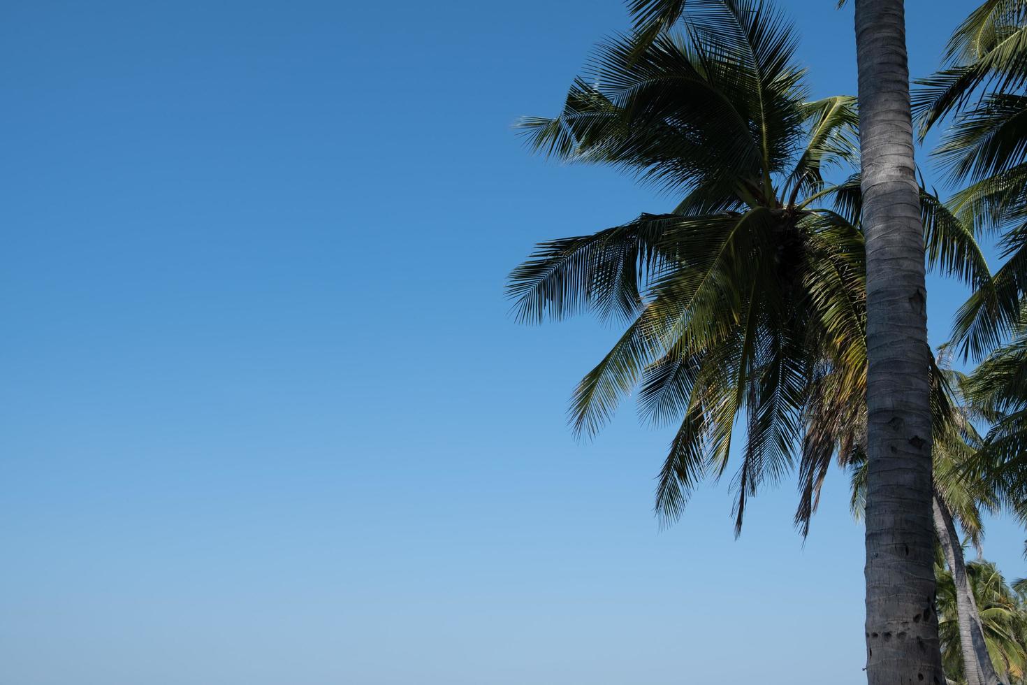 Palm trees against blue sky, Palm trees at tropical coast, coconut tree, summer tree. background with copy space. photo