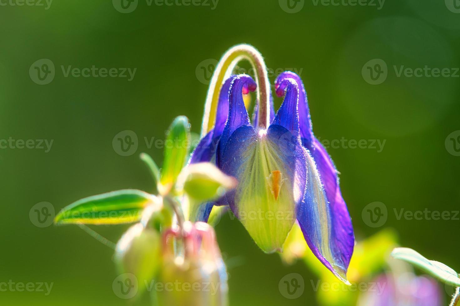 blue purple wild orchid on a green meadow. Flower photo from nature. Landscape