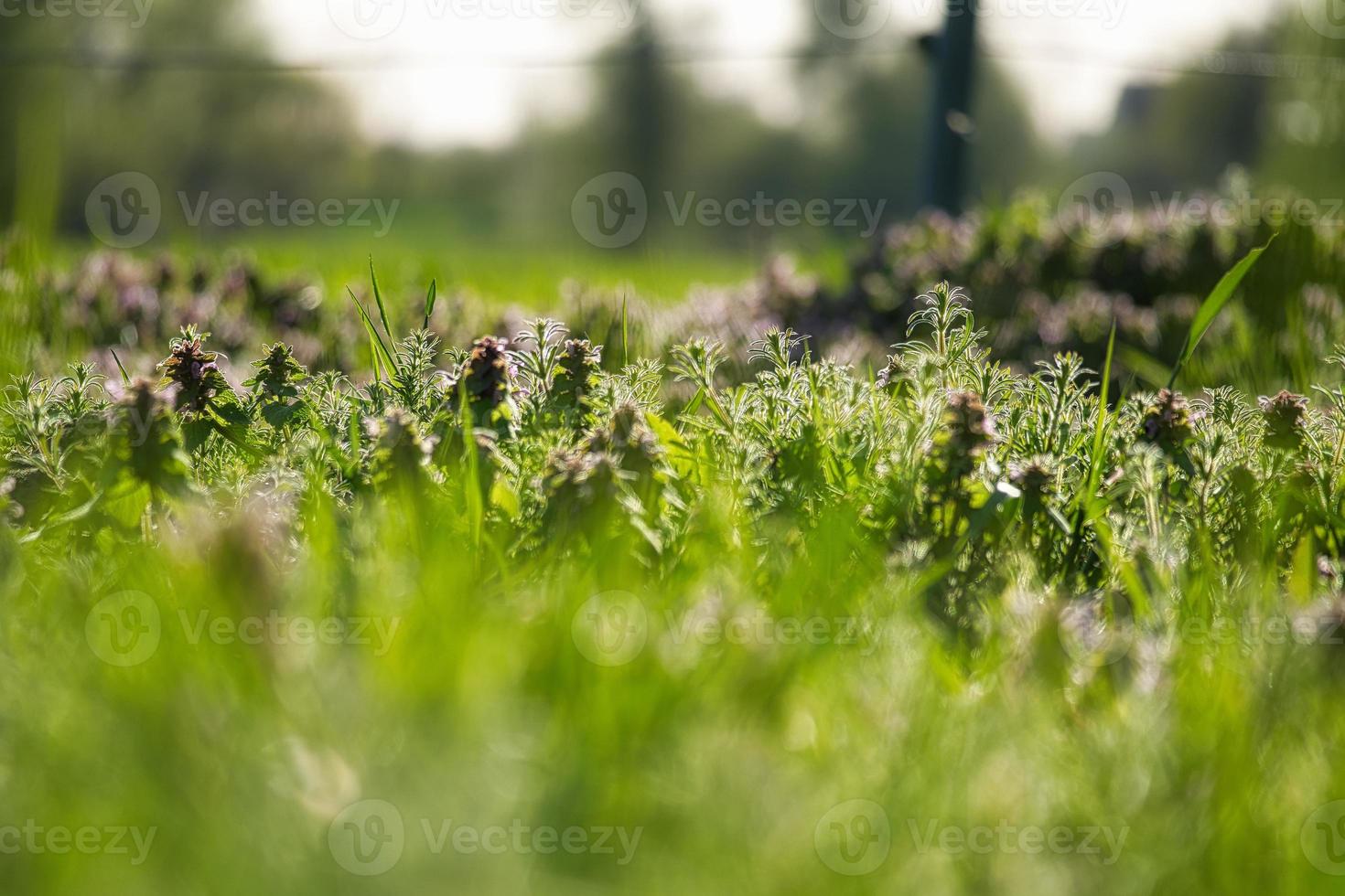 Flower meadow with smaller flowers and grass with lots of bokeh. Nature photo in Germany