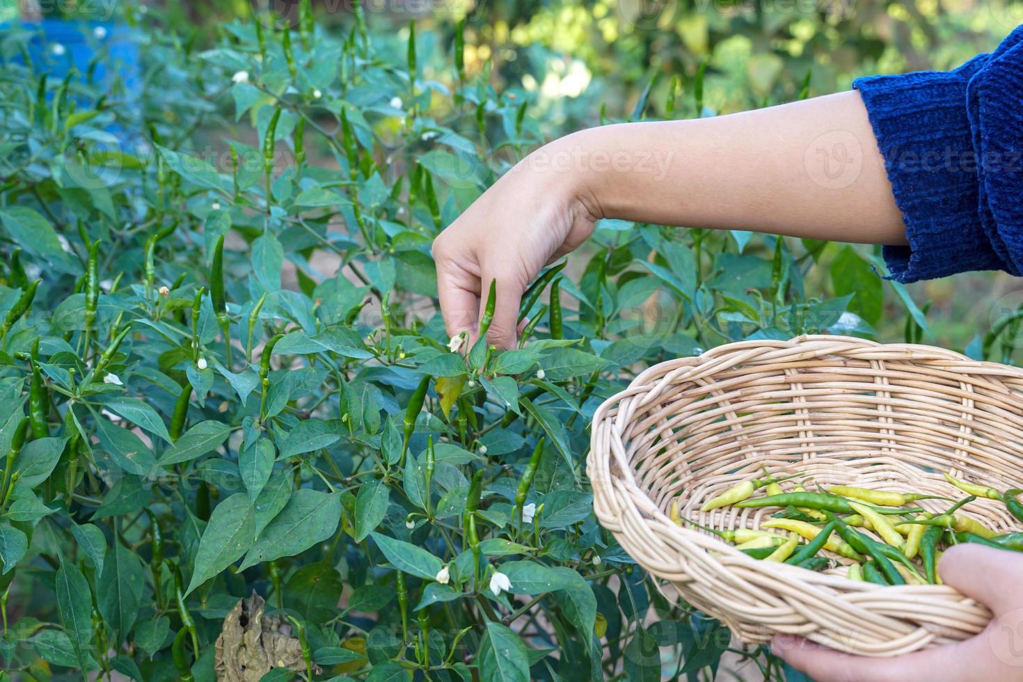 Thai people pick chili peppers that are planted in the garden behind the house to cook. in the concept of kitchen garden vegetables, sufficiency economy, seasonings, herbs. photo