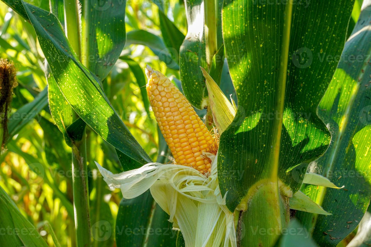 campo de maíz orgánico uno de los cultivos económicos de tailandia. enfoque suave y selectivo. foto