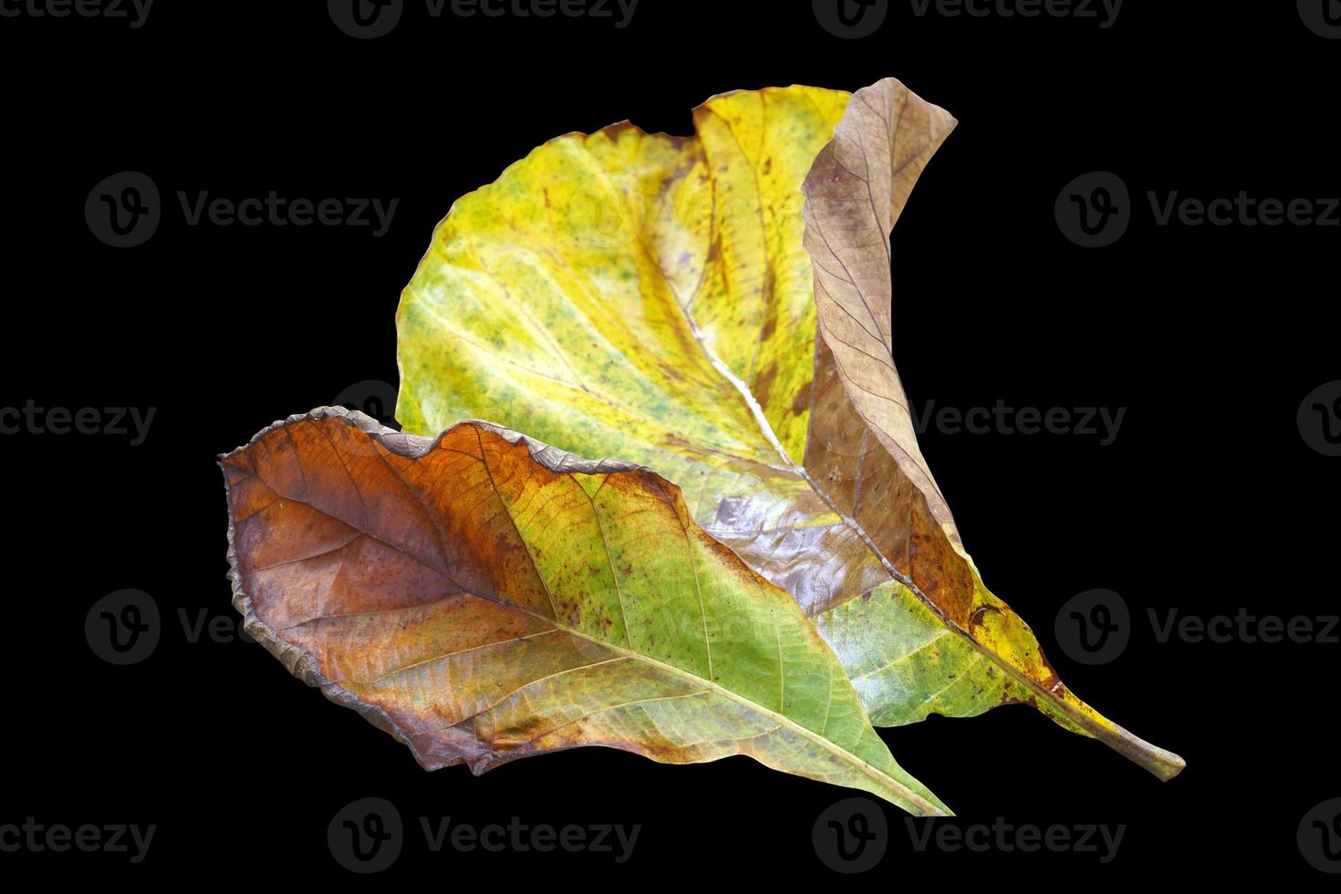 isolated old teak leaves on black background. Soft and selective focus. photo