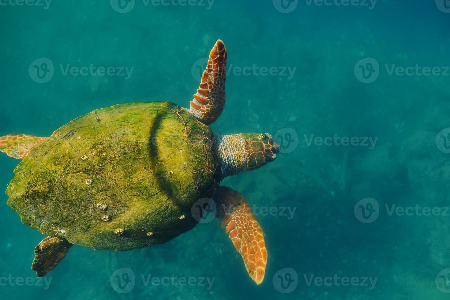 tortuga verde adulta con caparazón cubierto de algas, animales del mar mediterráneo. tortuga - caretta caretta enfoque selectivo vista superior foto