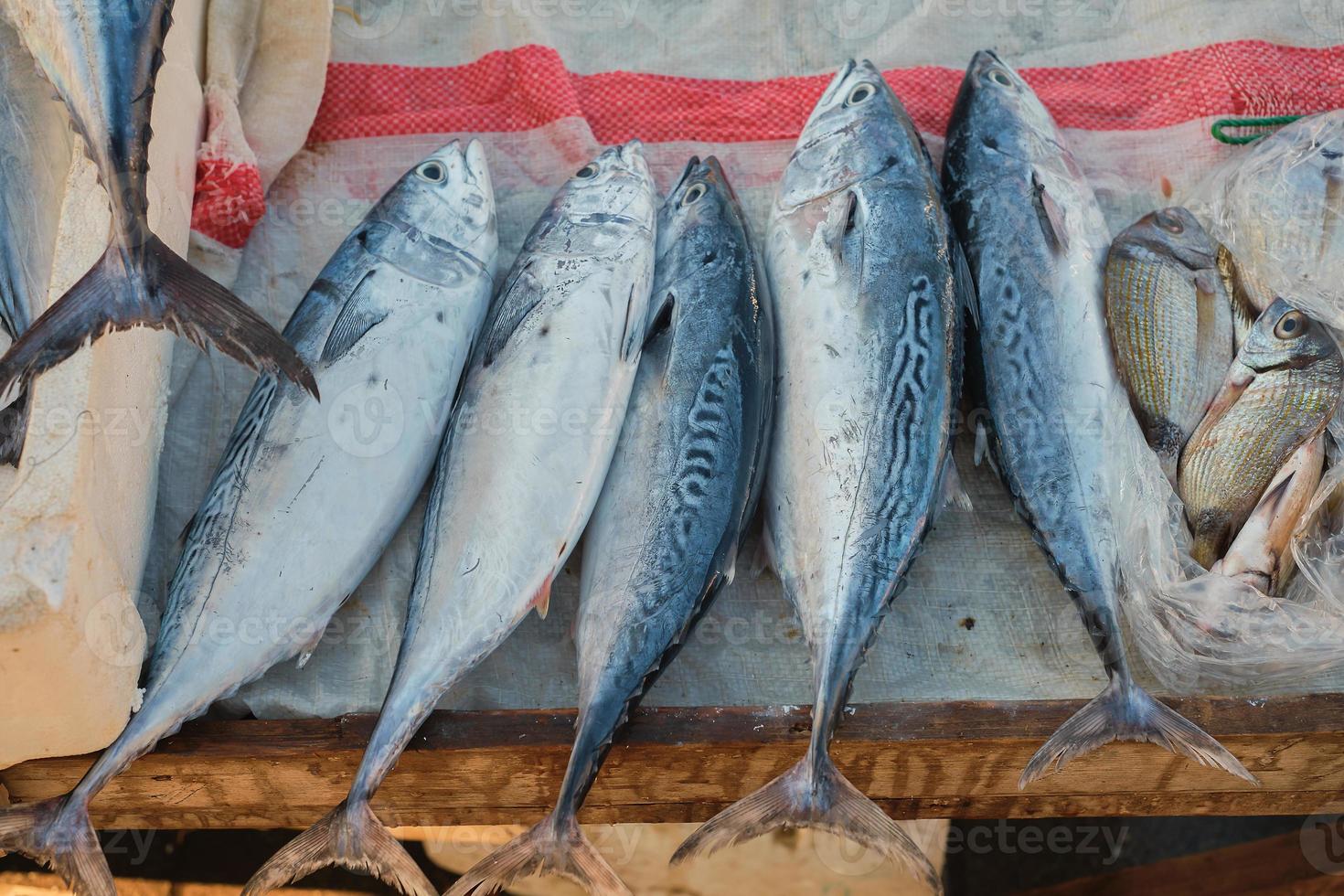 atún fresco se vende en el mostrador de pescado en el muelle. pescado crudo recién capturado en el mostrador de pescado, dieta mediterránea. enfoque selectivo foto