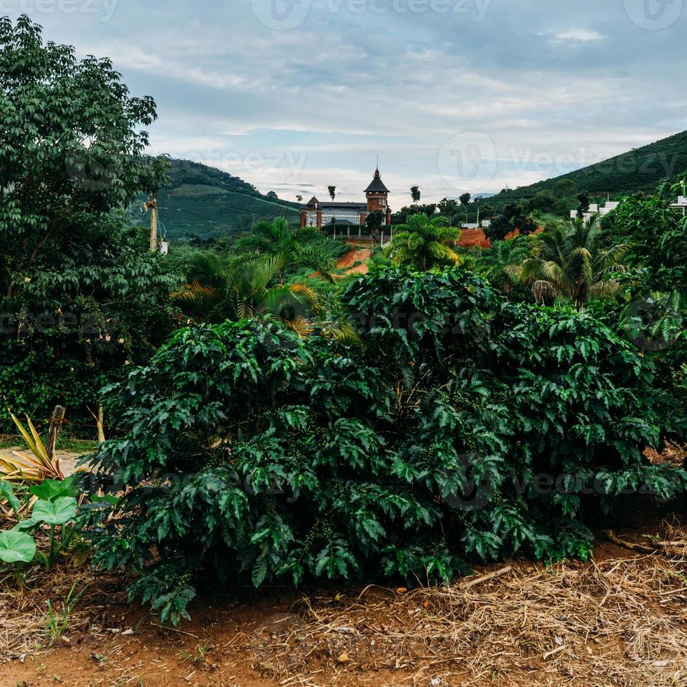 vista de las plantas de café arábica en minas gerais, brasil foto