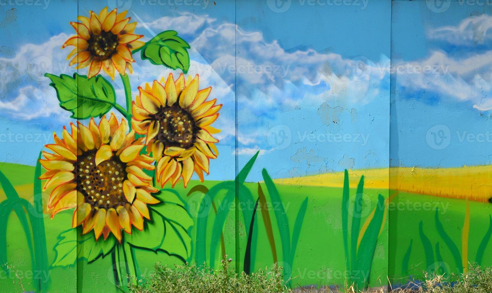 The old wall, painted in color graffiti drawing with aerosol paints. An image of a traditional Ukrainian landscape with sunflowers, kalina and a mill in a field photo
