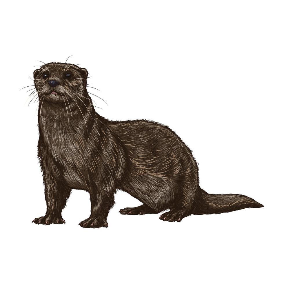 Eurasian otter Lutra lutra looks up. The Eurasian river otter. Wild semiaquatic mammal of Eurasia. realistic vector animal