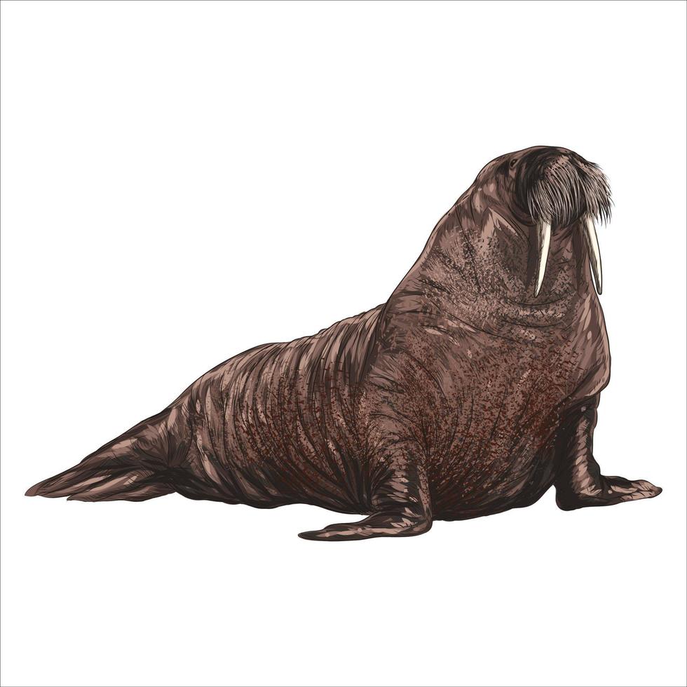 Vector antique engraving illustration of big walrus isolated on white background
