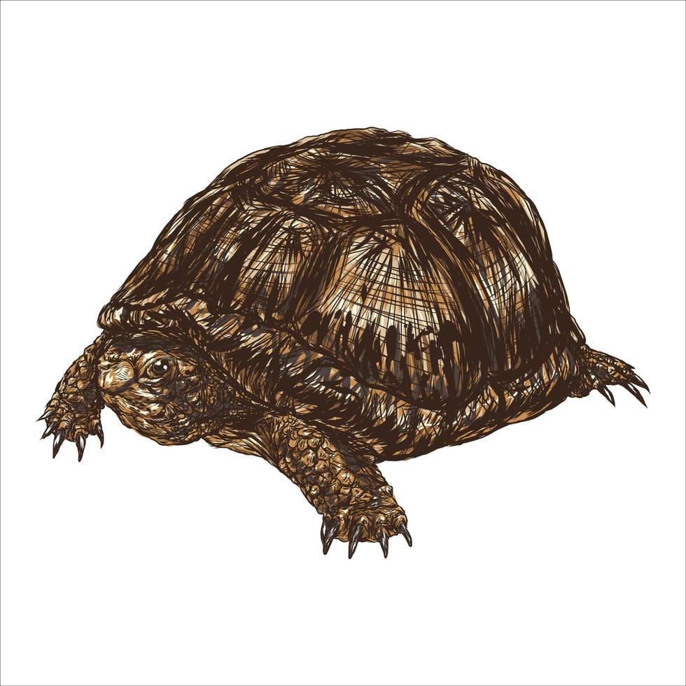 Tortoise reptile animal with shell - vector illustration