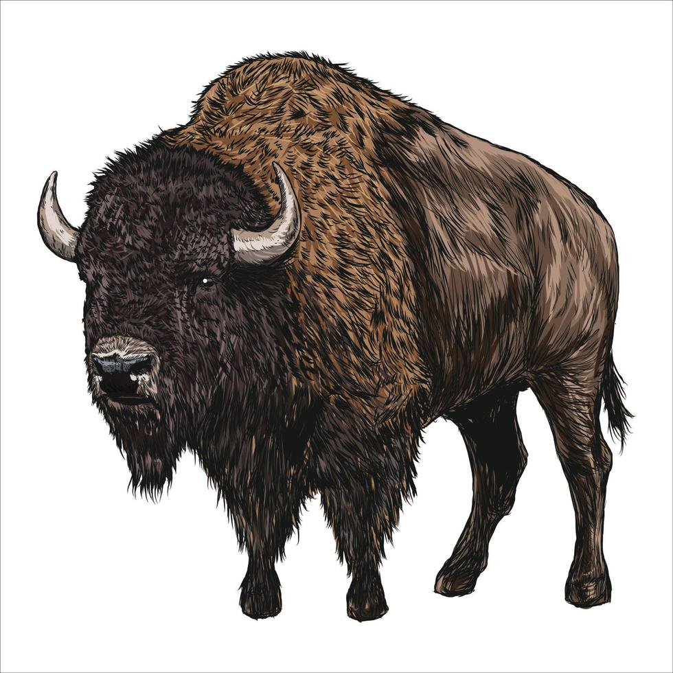 dibujo a mano de bisonte americano sobre un fondo blanco. búfalo en estilo de grabado antiguo. retro ilustración vectorial. vector
