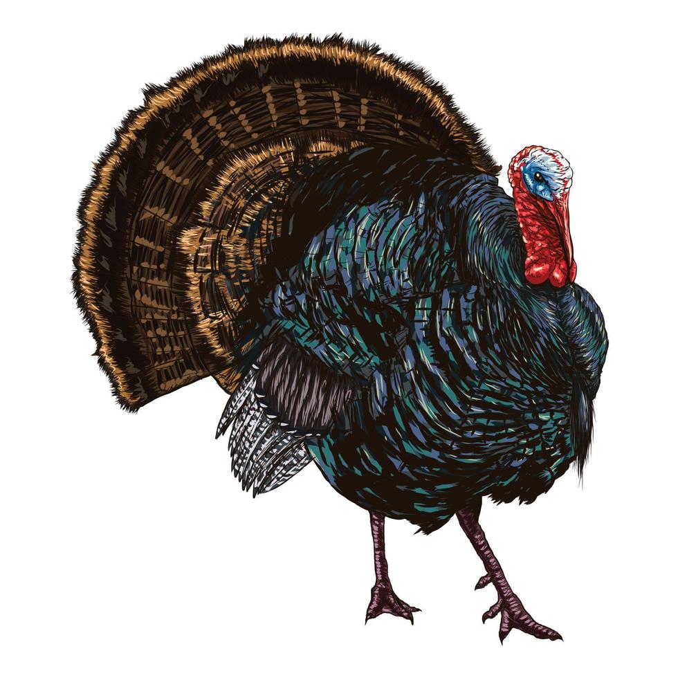 Turkey bird. Vector illustration of wild turkey in engraving technique.