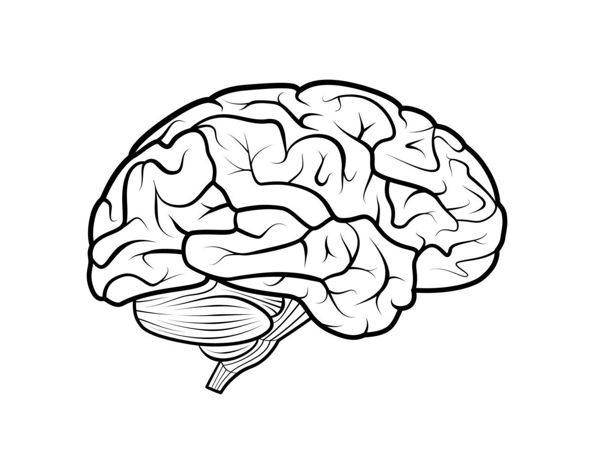 Brain Outline Detailed Medical Graphic Drawing vector