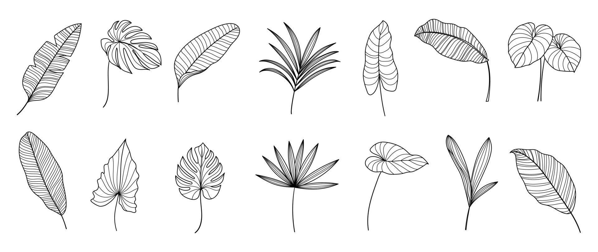 Set of hand drawn line art leaf branch vector. Collection of tropical monstera, palm leaf branch black white drawing contour simple style. Design illustration for prints, logo, poster, card, branding. vector