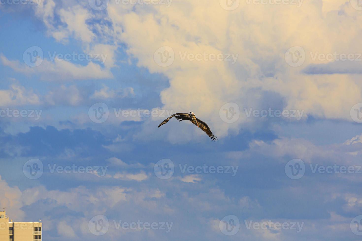 Flying Pelican bird watching for fish at shore of Gulf of Mexico in Florida in spring photo