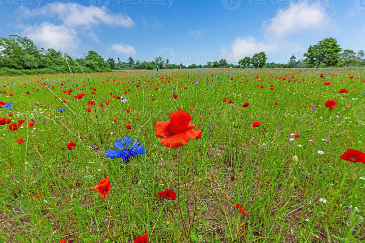 Panoramic view over colorful flower field in springtime photo