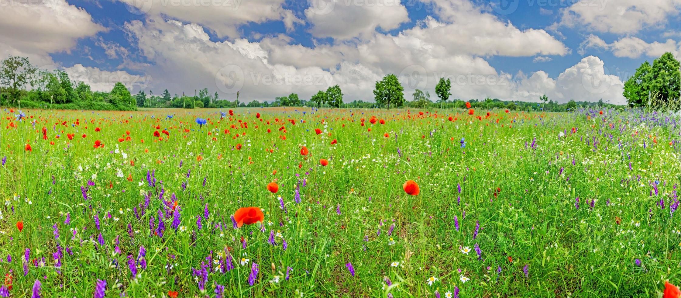 vista panorámica sobre el colorido campo de flores en primavera foto