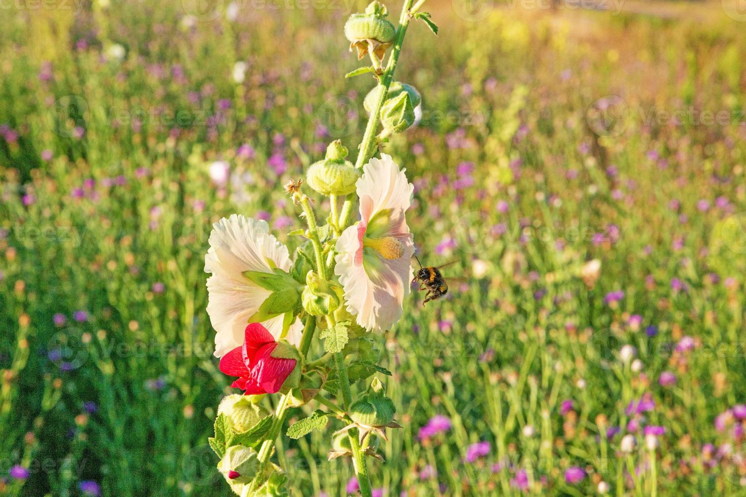 Picture of a bumblebee collecting nectar from a hollyhock photo