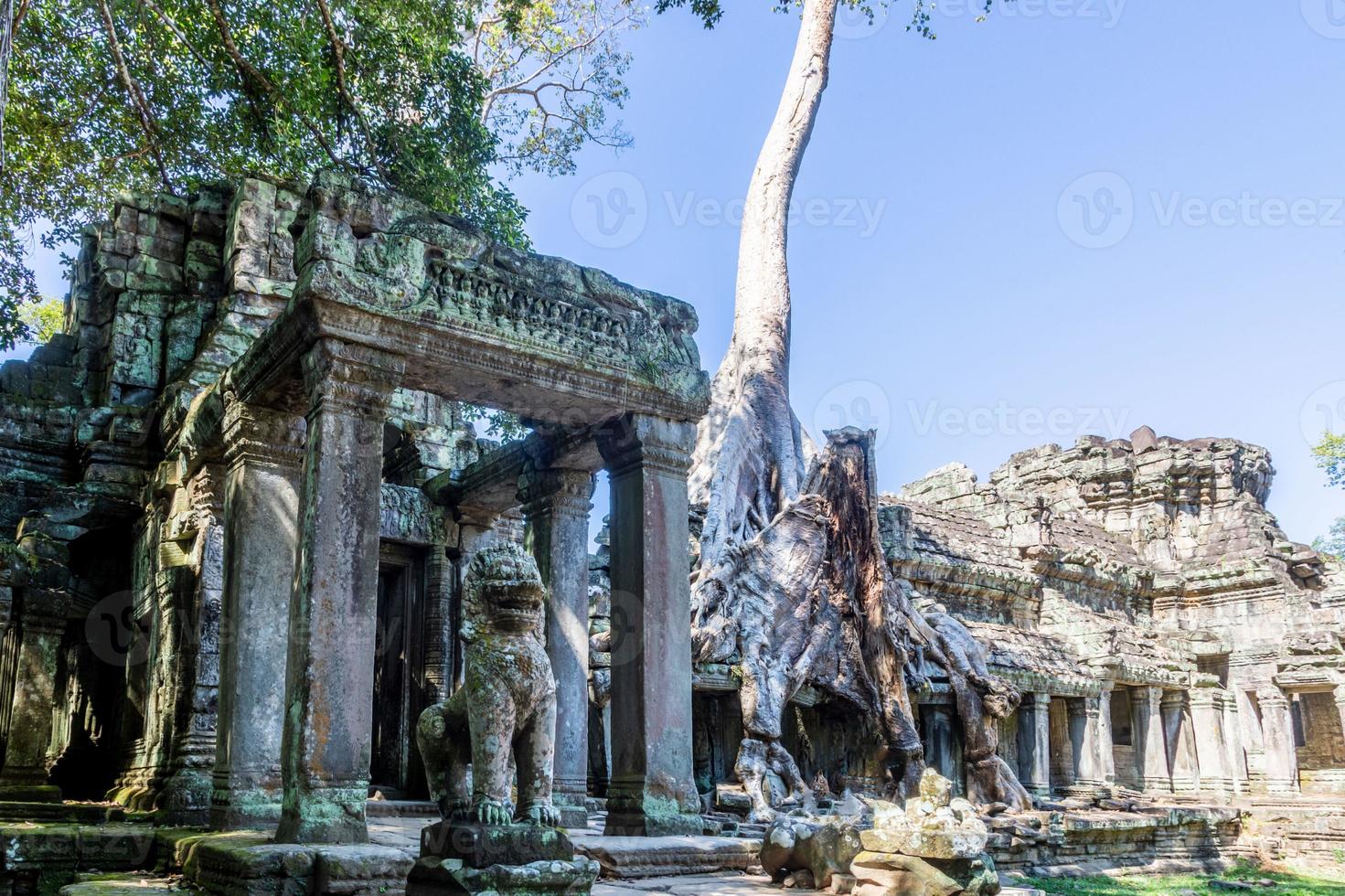 Picture of jungle trees overgrowing the ruins of Angkor Wat in Cambodia in summer photo