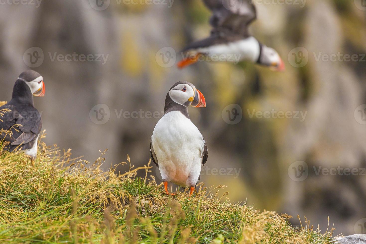 Portrait of Atlantic puffin during daytime on Iceland photo