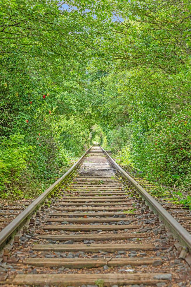 Image along a disused railroad line through a densely overgrown forest during the day photo